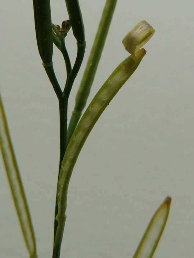 Cardamine hirsuta - mäkilitukan lidun välikalvo jakaa lidun kahteen osaan, joista molemmat ovat monisiemenisiä. Litupuoliskot avautuvat välikalvon kahta puolen alhaalta ylös päin kiertyen. Siemen (kuvassa yksi jäljellä lidun kärjessä) on pitkänpyöreä, litteä, kellanruskea - ruskea ja 0,7-1,2 mm pitkä sekä leveämmältä sivultaan 0,7-0,8 mm leveä. EH, Hämeenlinna, Loimalahti, Hirsimäki, omakotitalon pihamaa, kukkapenkin laitasoran rikka, joka saapunut koristekasvitaimien mukana, 12.6.2015. Copyright Hannu Kämäräinen.