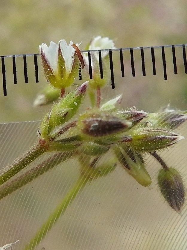 Cerastium glutinosum - tahmahärkin kukassa on viisi verholehteä. Ne ovat tyveen asti erilliset, kapeanpuikeat, suipon teräväkärkiset ja vihreät tai vaihtelevasti sinipunaiset - punaruskeat sekä kalvolaitaiset. Verholehdet ovat kaljukärkiset mutta muuten nysty- ja hapsikarvaiset sekä yleensä noin 4-6 mm pitkät ja noin 0,7-1 mm leveät. Toiseksi alimpien kukkien tukilehtien kalvokärki on kalvomainen 1/20-1/4:n matkalta tukilehden koko pituudesta. Sisarlajilla, mäkihärkillä, kalvo-osuus on 1/3-3/5 tukilehden pituudesta. 23.5.2025. Copyright Hannu Kämäräinen.