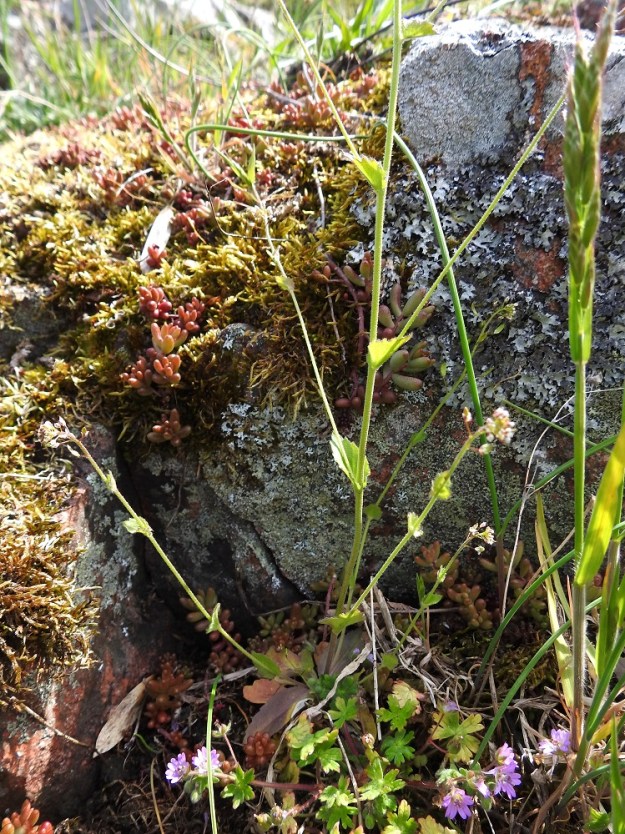 Drabella muralis - vallikynsikön varsi on haaraton tai jo tyveltä alkaen runsaastikin lehtihankaisesti haarova. Kuvassa kynsikön juurella kasvaa pehmytkurjenpolvi, Geranium molle. 18.5.2025. Copyright Hannu Kämäräinen.