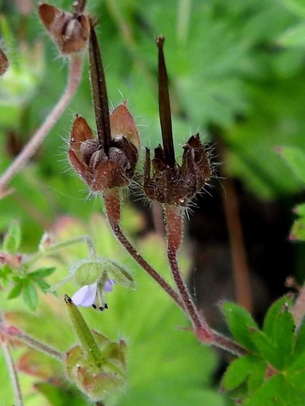 Geranium pusillum - pihakurjenpolven lohkohedelmä on viisiosainen, hyvin lyhytkarvainen ja kypsänä ruskea. Siinä on pitkä, nokkamainen ja siemenetön kärkiosa, jonka huipussa on kuivunut emin vartalo luotteineen. Kokonaisuus on yleensä noin 7-12 mm pitkä. Lohkohedelmän viisi ruskeaa, pitkulaista, sileäpintaista ja myötäkarvaista hedelmystä sijoittuvat säteittäisesti hedelmärangan tyven ulkopuolelle. Hedelmykset ovat yksisiemenisiä, noin 2-2,2 mm pitkiä ja 1-1,2 mm paksuja lokeroita. Ennen kypsymistään ne ovat verholehtien suojassa. Kuvassa taustalla näkyvät kukan heteet, joita on kymmenen. Niistä kolme - viisi on ponnettomia joutoheteitä. EH, Hämeenlinna, Renko, keskusta, Rengonraitin varsi kirkkotarhan laitamuurin juurella, 23.6.2024. Copyright Hannu Kämäräinen.