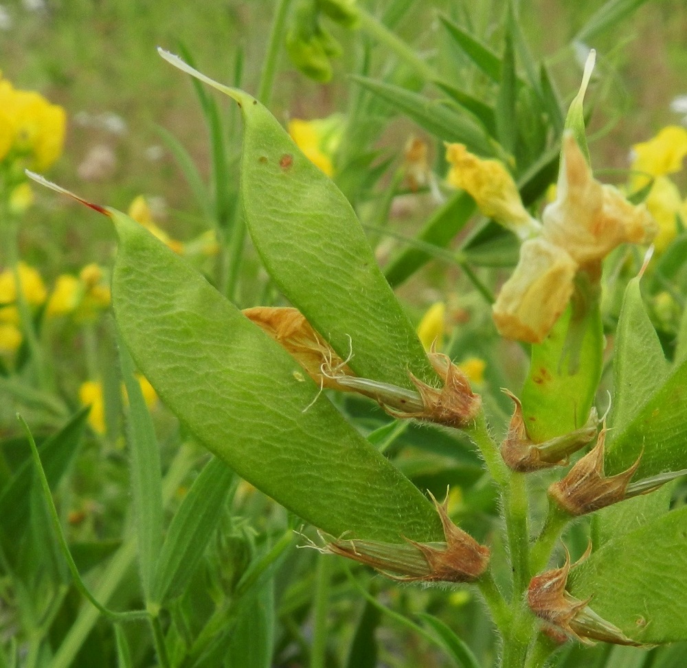 Lathyrus pratensis - niittynätkelmän hedelmä on monisiemeninen palko, joka kehittyy yksilokeroisesta, kehänpäällisestä sikiäimestä. Alkaessaan kasvaa, se ensimmäiseksi repäisee yhdiskasvuisen hedeputken auki, mikä jää pitkäksi aikaa palon tyvelle. Kärjessä säilyy otana kuivuva emin vartalo. Palko on pinnaltaan vinosuoninen, aluksi vihreä ja karvainen mutta kypsyessään yleensä kaljuuntuva. EH, Hämeenlinna, Majalahti, Louhoksentien varren maanläjitysalue, kaakkoispää, vanhan täyttöalueen tasattu, niityksi muuttunut lakialueen laita, 8.7.2012. Copyright Hannu Kämäräinen.