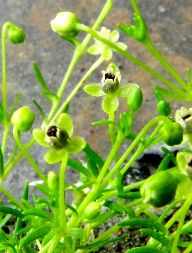 Sagina procumbens - rentohaarikon kota avautuu neljä- tai viisiliuskaisesti. Siemenet ovat tylppäkulmaisen pyöreähköjä, ruskeita ja läpimitaltaan noin 0,2-0,4 mm. EH, Hämeenlinna, keskusta, Raatihuoneen piha, 16.6.2012. Copyright Hannu Kämäräinen.