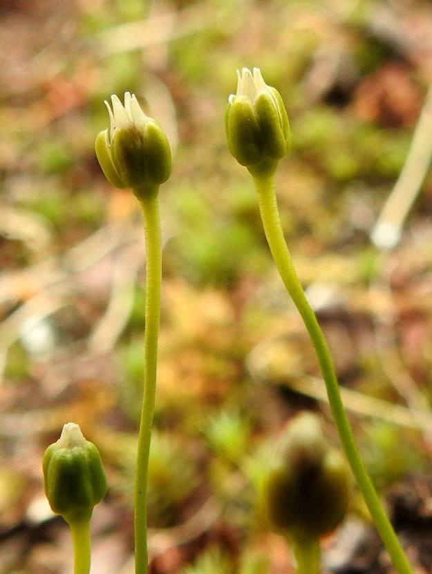 Sagina saginoides - tunturihaarikon hedelmän kehittyessä verholehdet painautuvat tiiviisti sen ympärille ja kasvavat noin 3 mm pitkiksi. Hedelmä on pitkulainen ja suippokärkinen kota, joka on noin 4-4,5 mm pitkä ja noin 2-2,5 mm paksu. Se on selvästi verholehtiä pitempi. EnL, Enontekiö, Kilpisjärvi, Saanan kaakkoispää, lounainen alarinne luonnonsuojelualueen alalaidassa (rajaa ei merkitty maastoon), jyrkästi nouseva paljakkarinne yhtenäisen tunturikoivikon yläpuolella, n. 680 m mpy, 19.7.2023. Copyright Hannu Kämäräinen.
