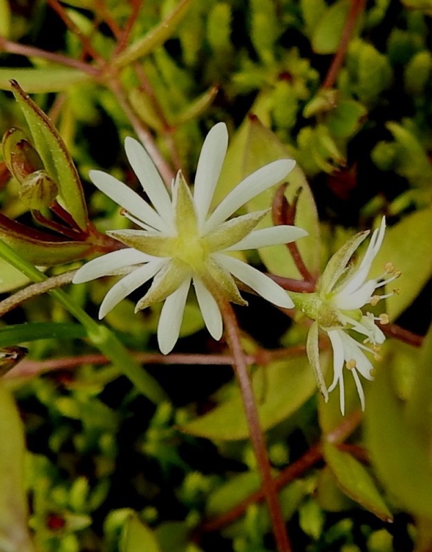 Stellaria crassifolia - lettotähtimön verholehdet ovat suikeanpuikeat, teräväkärkiset, vihreät ja kaljut sekä kapeasti valkoisen kalvoreunaiset. Pituutta niillä on yleensä noin 2-3,5 mm ja leveyttä leveimmältä kohtaa noin 1 mm. Terälehdet yltävät avoimessa kukassa verholehtiä pitemmälle. 7.7.2025. Copyright Hannu Kämäräinen.