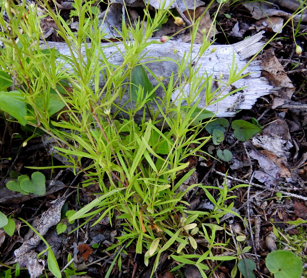 Stellaria longifolia - metsätähtimön lehdet ovat ruodittomasti vastakkain ja siirottavat sivulle tai ovat pystyhköt. Ne ovat kuvan tavoin vaaleanvihreät tai vihreät ja malliltaan kapeansuikeat tai lähes tasasoukat. Tyvellä on usein kuvan yksilön tavoin pieniä, pitkänpyöreitä lehtiä, jotka lakastuvat tavallisesti kukinnan vielä jatkuessa. Copyright Hannu Kämäräinen.