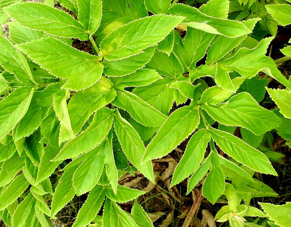 Angelica archangelica subsp. litoralis - meriväinönputken sivulehdykät ovat lähinnä puikeat tai kapeanpuikeat, suipon teräväkärkiset ja usein myös liuskaiset. Ne ovat ruodittomat tai aivan lyhytruotiset, yleensä noin 3-9 cm pitkät ja leveimmältä kohtaa noin 1,5-5 cm leveät. Kärkilehdykät ovat ruodilliset, leveän kolmiliuskaiset, tavallisesti noin 4-9 cm pitkät ja leveimmältä kohtaa noin 5-8 cm leveät. Kaikki lehdykät ovat päältä vihreät ja kaljut. A, Vårdö, Sandöstä kohti Simskälaa vievän pengertien päätepiste, Vattungs revet, kallioisen saaren itäranta, 13.7.2017. Copyright Hannu Kämäräinen.