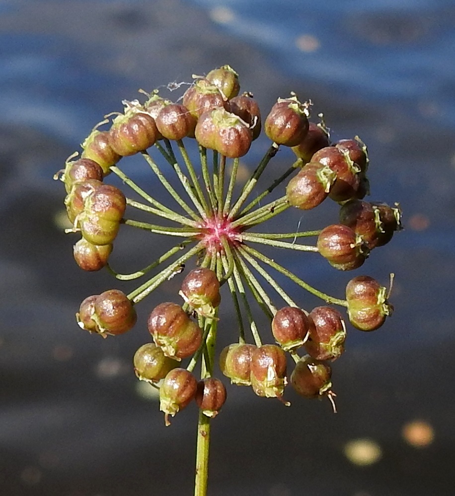 Cicuta virosa - myrkkykeison lohkohedelmät ovat kypsyessään punaruskeat tai kellanvihreät. Yksittäinen hedelmälohko on pyöreäselkäinen ja selästään noin 1,1-1,5 mm leveä. Selässä on pitkittäin viisi matalaa, leveähköä selkäharjua, joiden välissä ovat tummemmat öljykanavat. EH, Hämeenlinna, Keinusaari, Varikonniemi, Vanajaveden itäranta, rantapolun varren vesiraja laitureiden lounaispuolella, 20.8.2022. Copyright Hannu Kämäräinen.