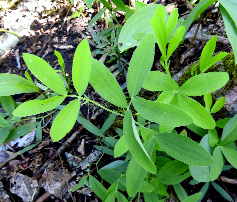 Lathyrus linifolius - syylälinnunherneen lehdykät ovat soikeat tai suikeat ja tylppä- tai suippokärkiset. Ne ovat leveimmältä kohtaa suikosyylälinnunherneellä, var. linifolius, noin 2-4 mm leveät ja soikkosyylälinnunherneellä, var. montanus (kuvassa), noin 5-15 mm leveät. Lehdet ovat yläpuolelta vihreät, alapuolelta harmaanvihreät ja useimmiten molemmin puolin kaljut. 28.5.2021. Copyright Hannu Kämäräinen.