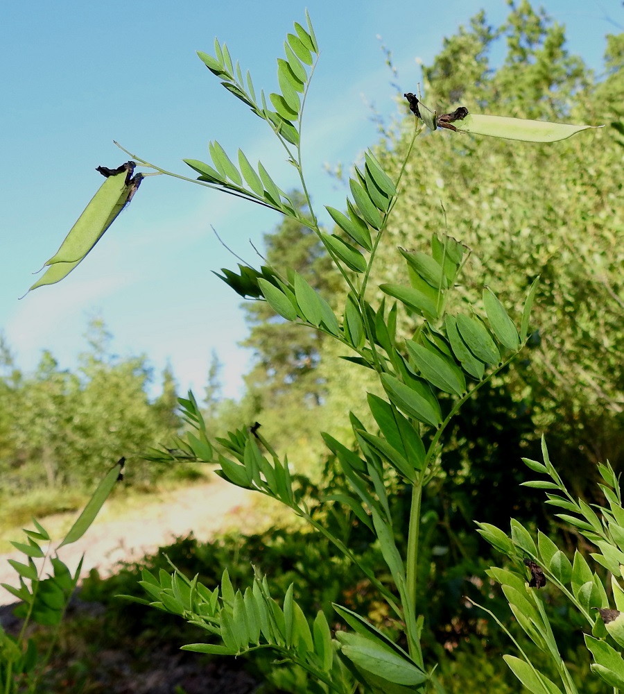 Lathyrus niger - mustalinnunherneen kukista vain osa kehittyy hedelmäksi asti. Osasyynä lienee muurahaisten mesirosvous, joka tuhoaa medenerityksen usein jo ennen teriön avautumista. Lehdet ovat ruodilliset, korvakkeelliset ja varrella kierteisesti. Lehtilapa on parilehdykkäinen, yleensä noin 4-10 cm pitkä ja leveimmältä kohtaa noin 3-8 cm leveä. Lehtien leveysvaikutelma kuitenkin häviää, kun lehdykät ovat enimmäkseen pystyssä vastakkain. Lehdyköitä on useimmiten neljästä kahdeksaan paria. Varret ovat hoikat mutta jäntevät, särmikkäät ja siipipalteettomat. Ne ovat noin 2-4 mm leveät ja vihreäsävyiset tai paikoin hieman punertavat. 12.7.2022. Copyright Hannu Kämäräinen.