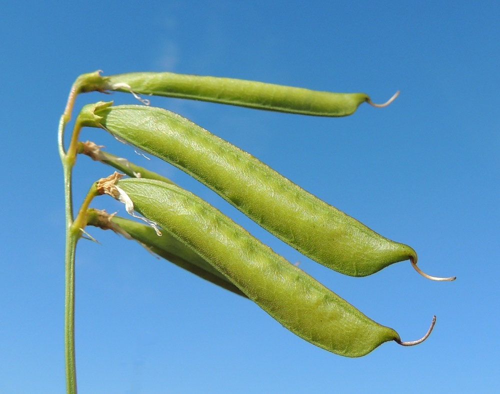 Lathyrus sylvestris - metsänätkelmän palkohedelmä on muuten aika suorasivuinen mutta alareunan kärjestään kaareva ja kypsyessään ensin vihreä sekä lopulta ruskea. Se on kalju, täysikasvuisena tavallisesti noin 40-70 mm pitkä, pulleahko ja leveämmältä sivultaan noin 5-13 mm leveä. Sen kärjessä säilyy pitkään otana kuivunut emin vartalo. EH, Lahti, ratapiha, pohjoislaita, entisen tavara-aseman länsipuoli yhtenäisen, laajan betonilaiturin luona, 6.9.2015. Copyright Hannu Kämäräinen.