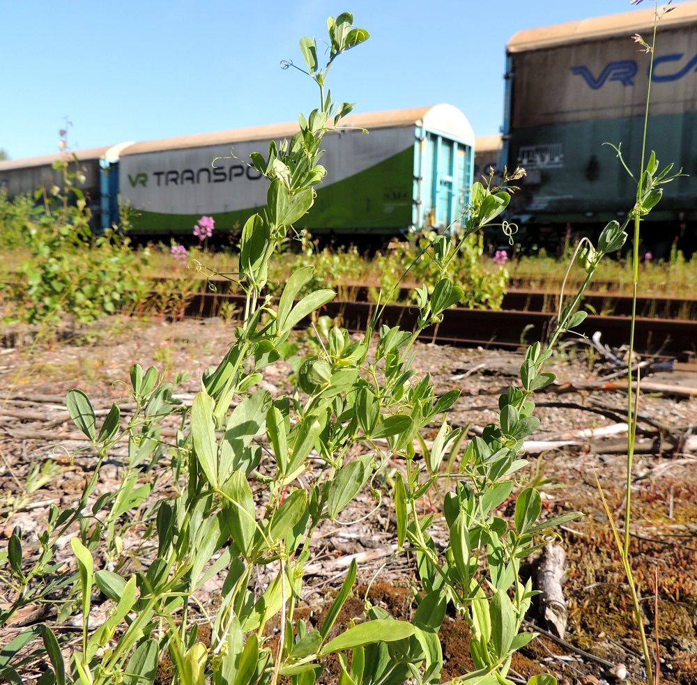 Lathyrus tuberosus - mukulanätkelmän lehdet ovat ruodilliset, korvakkeelliset ja varrella kierteisesti. Varret näyttävät yleensä aika lehdekkäiltä, vaikka varsinainen lehtilapa muodostuu yhdestä vastakkaisesta lehdykkäparista. 6.7.2015. Copyright Hannu Kämäräinen.