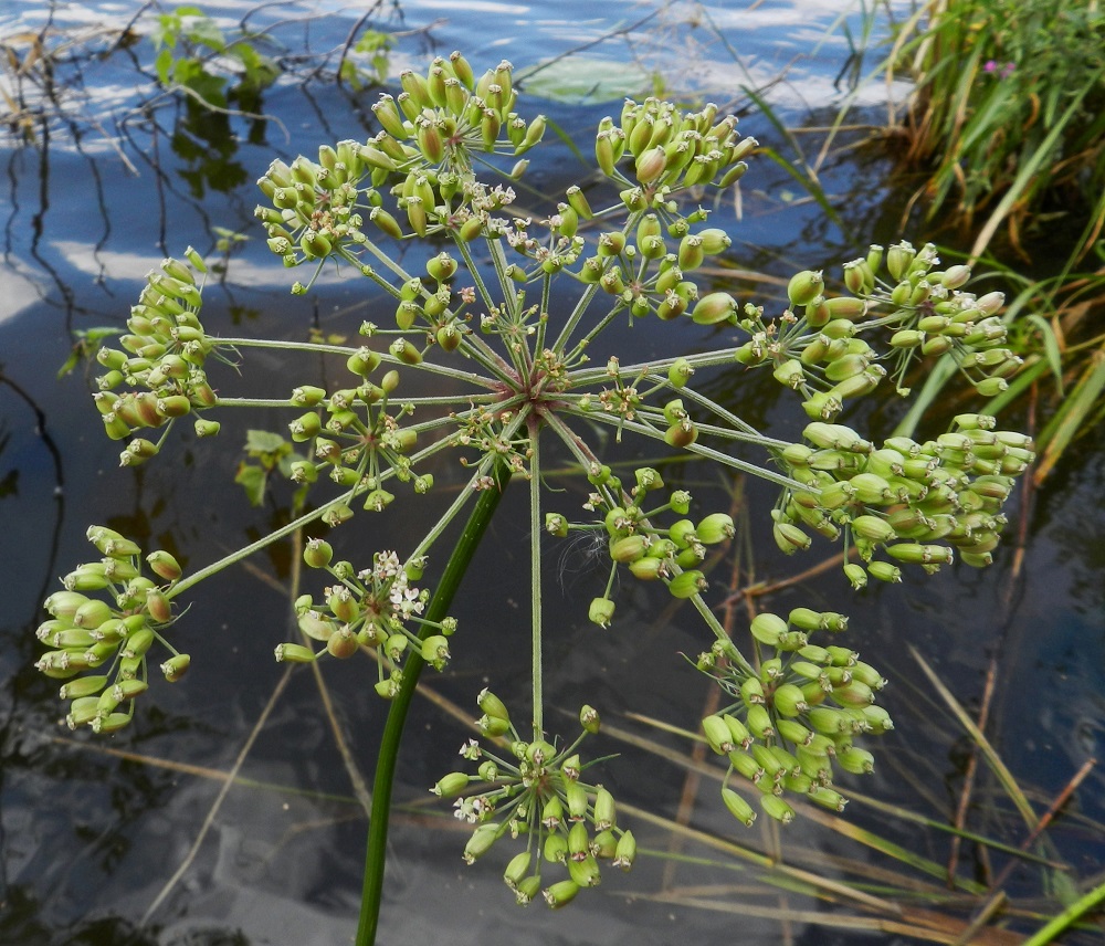 Peucedanum palustre - luhtasuoputken pääsarjojen hedelmävaiheeseen mennessä pikkusarjojen perät pitenevät jopa 5-7 cm pitkiksi. EH, Hämeenlinna, Keinusaari, Varikonniemi, Vanajaveden hetteikköisen rannan pitkospuupolun varsi, 11.8.2012. Copyright Hannu Kämäräinen.
