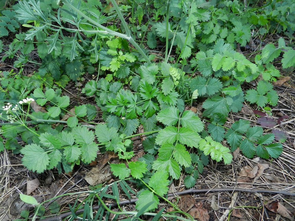 Pimpinella saxifraga - ahopukinjuuri on useimmiten erilaislehtinen, eli sen aluslehdet ovat ulkomuodoltaan erilaiset kuin varsilehdet. Aluslehtien ruoti on noin 3-15(-20) cm pitkä. Niiden lapa on lähes tasaleveästi vain kertaalleen parilehdykkäinen, noin 4-20 cm pitkä ja leveimmältä kohtaa noin 2-8 cm leveä. Ruodillisen kärkilehdykän lisäksi ruodittomia - lyhytruotisia lehdykkäpareja on yleensä 3-6(-8). Lehdykät ovat lähes pyöreät tai pitkänpyöreät, tylppä- tai pyöreäkärkiset ja tylpähkötyviset. EH, Hämeenlinna, Vanajan ja Käikälän kaupunginosien raja-alue, Kirkonkulma, Vanajaveden Paikkalanlahden ranta, radanvarsi, 6.8.2012. Copyright Hannu Kämäräinen.