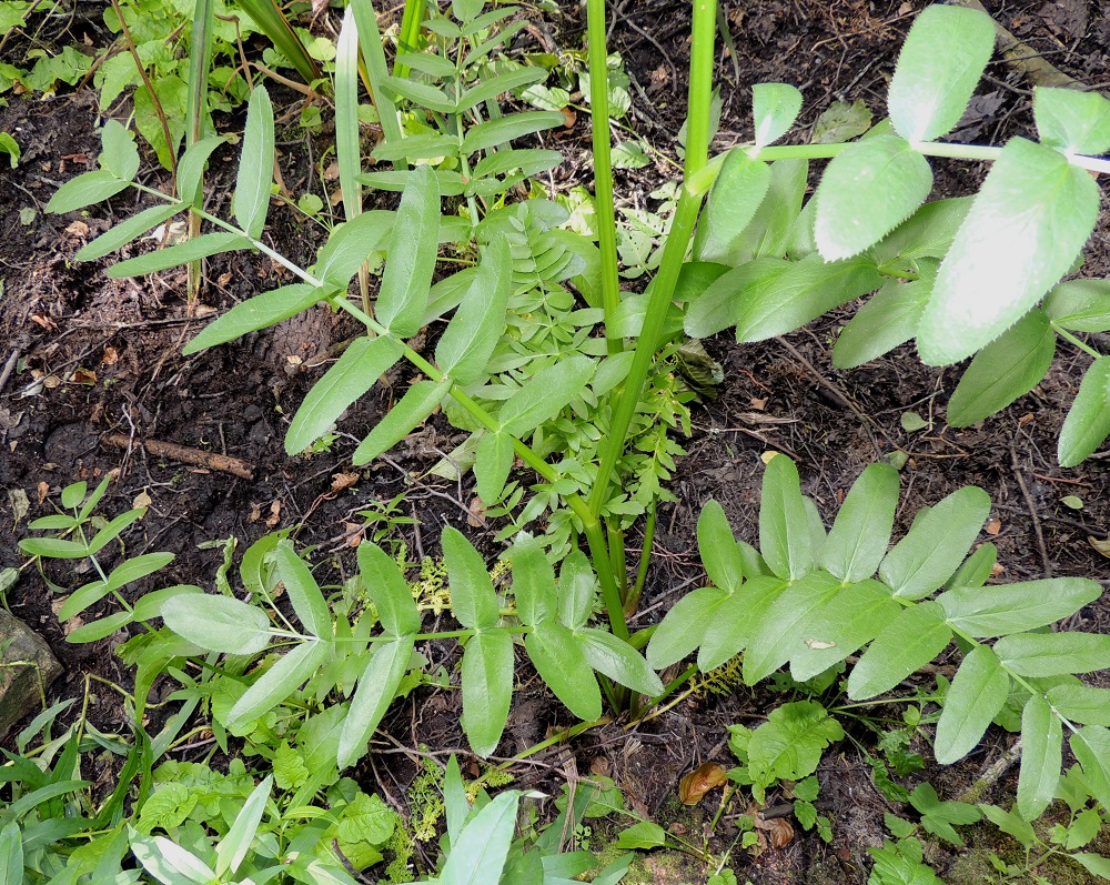Sium latifolium - (iso)sorsanputken ilmalehtien lapa on lähes tasaleveästi kertaalleen parilehdykkäinen, ylimpiä lehtiä lukuun ottamatta tavallisesti noin 10-35 cm pitkä ja leveimmältä kohtaa noin 7-20 cm leveä. Ruodillisen kärkilehdykän lisäksi ruodittomia lehdykkäpareja on useimmiten noin kolmesta yhdeksään. Alempien varsilehtien ruoti on tuppi mukaan lukien usein noin 5-20 cm pitkä. U, Helsinki, Lauttasaari, Takaniemenlahden rannan ajoittain vetinen kosteikkoalue, 25.7.2013. Copyright Hannu Kämäräinen.