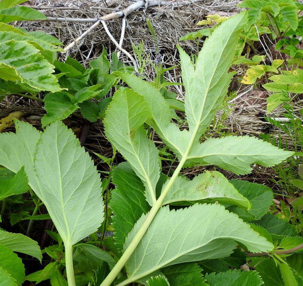 Angelica archangelica subsp. litoralis - meriväinönputken lehti on alta harmaanvihreä ja kalju. Lehdykät ovat laidoiltaan epätasaisen hammaslaitaiset. Kärkilehdykän ruoti on noin 1-2,5 cm pitkä. Kuvassa olevan lehden kärkilehdykkä on harittavan kolmiliuskaisuuden lisäksi kärkiosastaan vielä toistamiseen pieniliuskainen. A, Vårdö, Sandöstä kohti Simskälaa vievän pengertien päätepiste, Vattungs revet, kallioisen saaren itäranta, 13.7.2017. Copyright Hannu Kämäräinen.