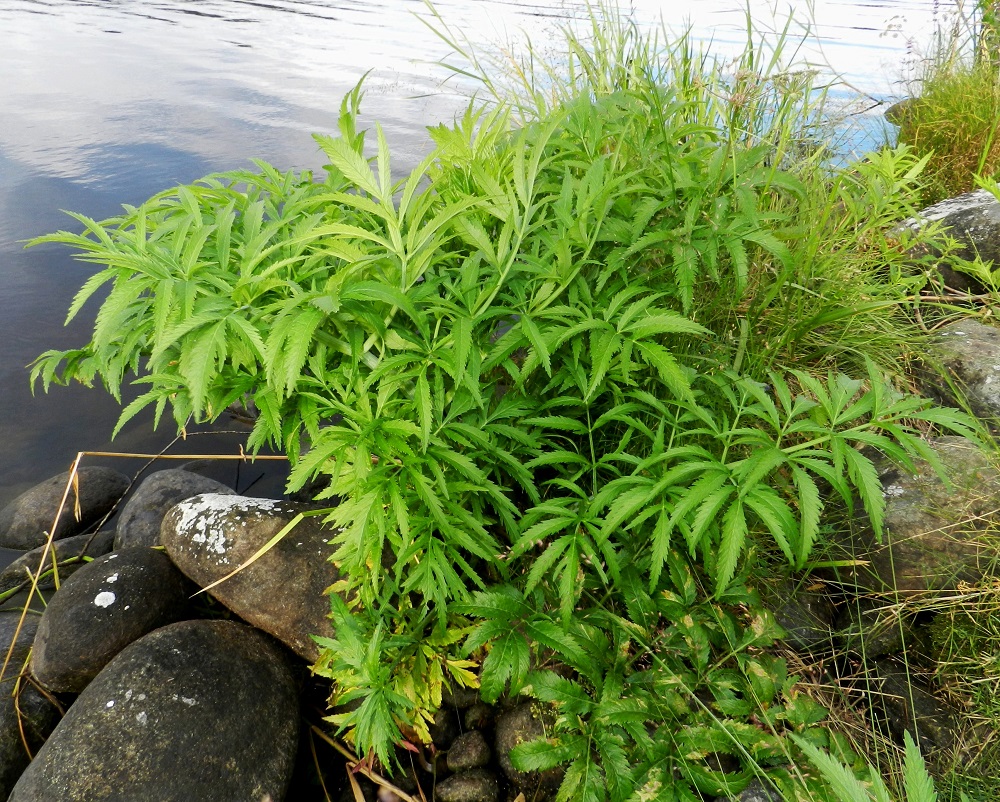 Cicuta virosa - myrkkykeiso monivuotisena kasvina kerää lehtevänä ensin energiavarastoa juureensa, ennen kuin se kukkii ensimmäisen kerran. Erityisesti menneinä aikoina, ennen kuin kasvin voimakas myrkyllisyys tunnettiin, kotieläimiä kuoli Suomessa paljon alkukesällä rantalaitumilla, kun nautakarja halukkaasti pisteli vehreät lehtipuskat mahaansa. Jopa veden juonti kasvuston vierestä saattoi johtaa myrkytykseen. Nykyäänkin luonnonsalaatti- ja villiyrttiharrastajat saavat olla tarkkoina sarjakukkaiskasvien lehtien tunnistamisen suhteen, sillä tunnistusvirhe voi olla kohtalokas. EH, Hämeenlinna, keskusta-alue, Hämeen linna, Vanajaveden länsiranta järveen johtavan pohjoispuolen vallihaudan suualueen vieressä, 21.8.2012. Copyright Hannu Kämäräinen.