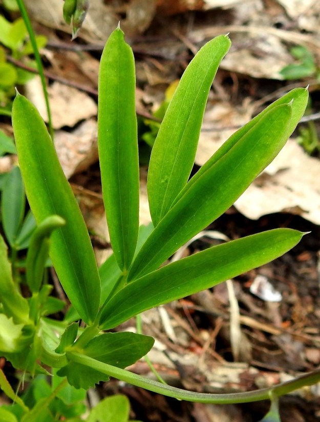 Lathyrus linifolius - syylälinnunherneen lehdykät ovat lyhyen otapäiset ja lähes ruodittomat. Ota on noin 0,5-1 mm pitkä ja ruoti enintään 1 mm pitkä. Lehtiruoti on useimmiten noin 0,5-1,5 cm pitkä. Lehtikorvakkeet ovat suikeat tai kapeahkonpuikeat ja ulkosivultaan tavallisesti toispuolisen keihästyviset. Ne ovat yleensä noin 5-25 mm pitkät ja leveimmältä kohtaa noin 2-8 mm leveät. 28.5.2021. Copyright Hannu Kämäräinen.