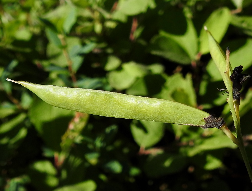 Lathyrus niger - mustalinnunherneen sikiäimestä kehittyy palkohedelmä, joka on lähes suorasivuinen mutta päästään kapean suippokärkinen, ensin vihreä, kypsänä musta ja kalju. Se on täysikasvuisena tavallisesti noin 35-60 mm pitkä, pulleahko ja leveämmältä sivultaan noin 4-6 mm leveä. Sen kärjessä säilyy pitkään otana kuivunut emin vartalo. Palossa on useimmiten 6-10 siementä. 12.7.2022. Copyright Hannu Kämäräinen.