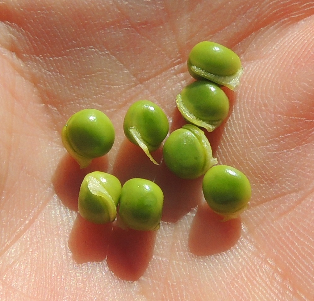 Lathyrus sylvestris - metsänätkelmän palossa on yleensä noin 10-15 pallomaista ja kypsänä ruskeaa siementä, jotka ovat läpimitaltaan noin 5 mm. Siemenkuoressa näkyy vaaleampana siementä sikiäimeen yhdistäneen napasuonen arpi. Arpi läpäisee vettä edistäen siemenen turpoamista ja itämistä. Suomessa metsänätkelmällä ei tiettävästi ole ollut hyötykäyttöä. Keski-Euroopassa laji on ollut jo ainakin varhaiselta rautakaudelta saakka viljelyksessä siementensä ravintokäytön vuoksi. Myöhemmin lajia hyödynnettiin karjanrehuna ja katovuosien aikaan taas ravintona. Maailmansotien vuosina siemenistä paahdettiin kahvinkorviketta. EH, Lahti, ratapiha, pohjoislaita, entisen tavara-aseman länsipuoli yhtenäisen, laajan betonilaiturin luona, 6.9.2015. Copyright Hannu Kämäräinen.