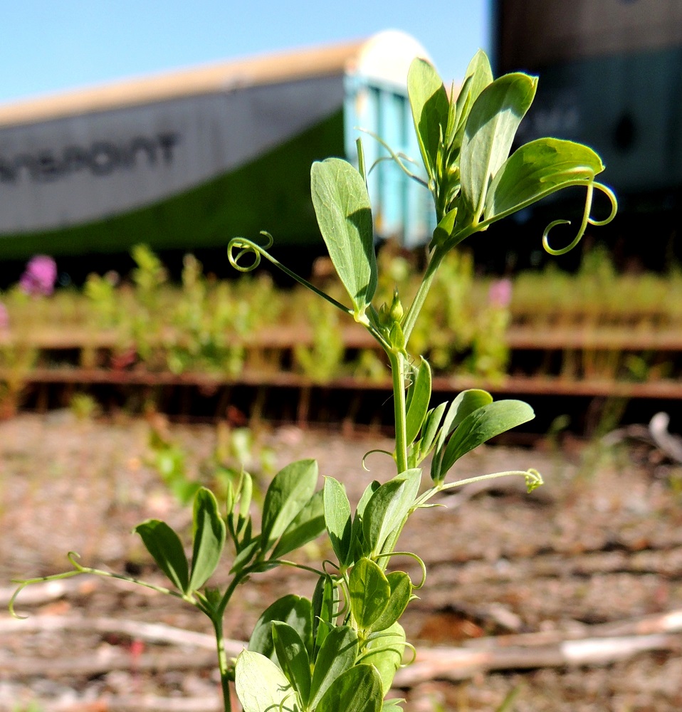 Lathyrus tuberosus - mukulanätkelmän lehtiruoti on yleensä noin 5-15 mm pitkä. Lehden kärjessä oleva noin 20-40 mm pitkä kärhi tavallaan korvaa lehtilavan päätölehdykän ja sitä lähinnä olevan lehdykkäparin. Varret ovat siipipalteettomat, särmikkäät ja kaljut. 6.7.2015. Copyright Hannu Kämäräinen.