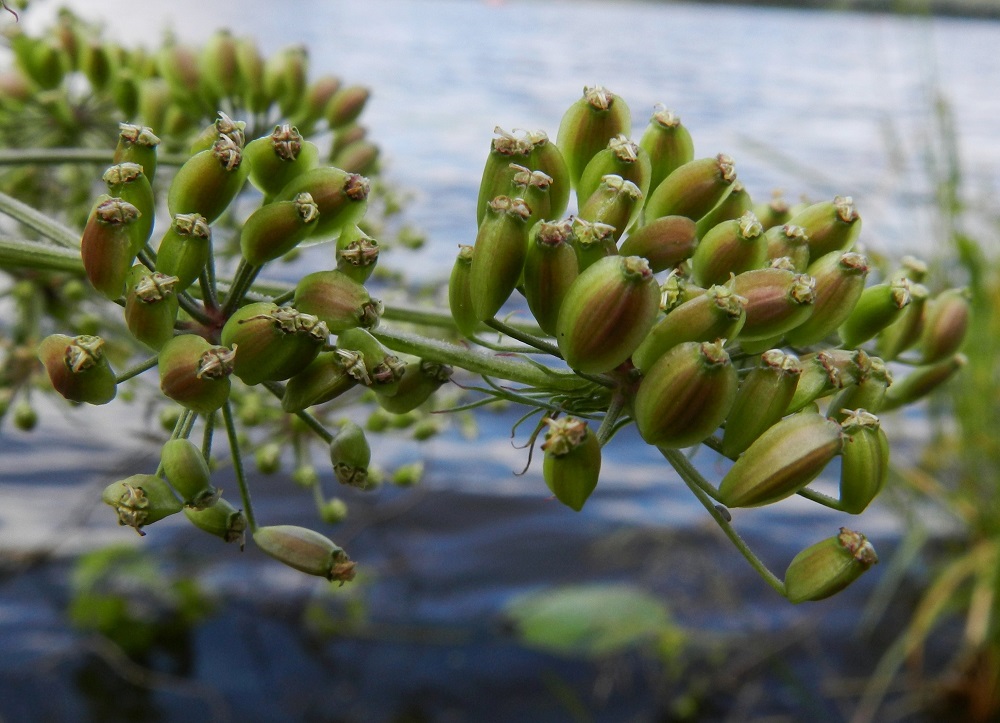 Peucedanum palustre - luhtasuoputken hedelmä on kaksilohkoinen lohkohedelmä, joka on soikea, litteähkö, noin 3-5 mm pitkä ja leveämmältä sivultaan noin 2-4 mm leveä. Se on aluksi vihreä ja kypsyessään kellanruskea tai punaruskea. Kärjessä säilyvät pitkään emin kaksi vartaloa luotteineen. Lohkot ovat hedelmässä suorat vatsapuolet tiiviisti vastakkain. Yksittäinen hedelmälohko on kuperahkoselkäinen ja pitkittäiset selkäharjut ovat hyvin matalat, leveähköt ja tylpät. EH, Hämeenlinna, Keinusaari, Varikonniemi, Vanajaveden hetteikköisen rannan pitkospuupolun varsi, 11.8.2012. Copyright Hannu Kämäräinen.