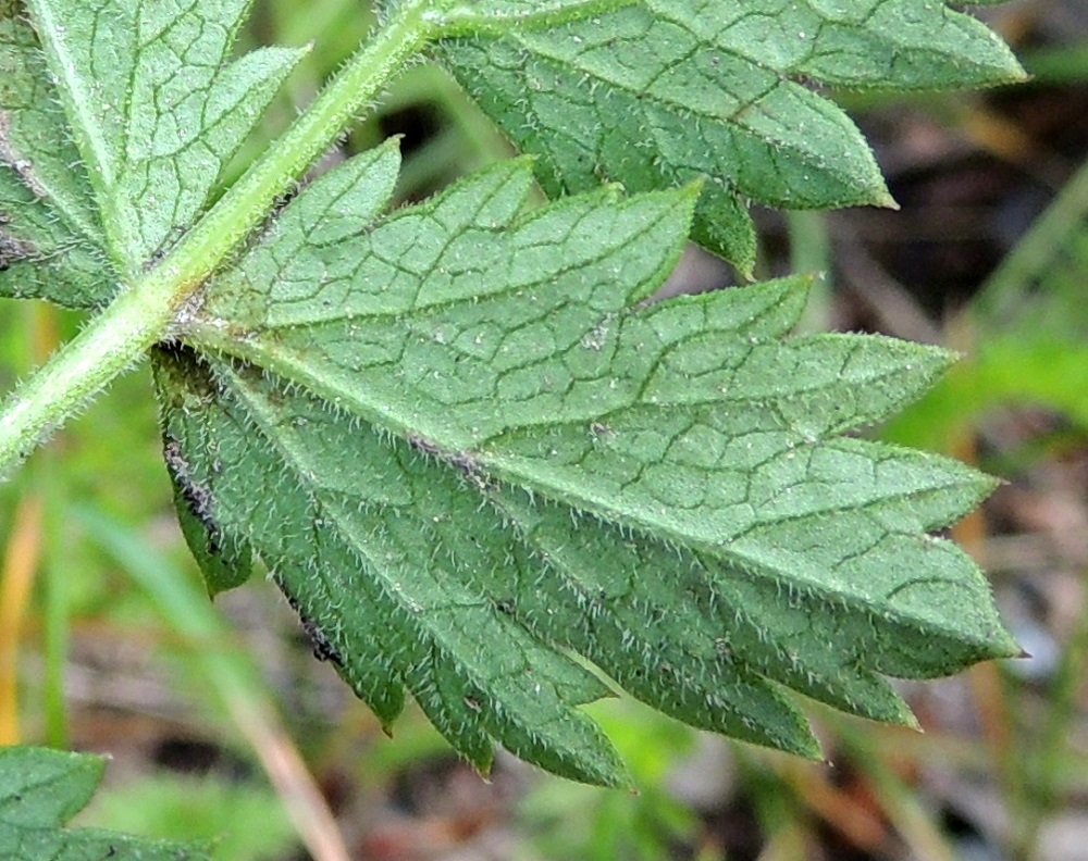 Pimpinella saxifraga - ahopukinjuuren aluslehtien lehdykät ovat tavallisesti noin 5-40 mm pitkät ja leveimmältä kohtaa noin 3-35 mm leveät. Ne ovat laidoiltaan epäsäännöllisen isohko- ja terävähampaiset. Hampaat ovat otakärkiset. Kaikki lehdet ovat päältä lähinnä vihreät, alta usein sinertävänvihreät ja molemmin puolin kaljut tai vaihtelevasti hyvin lyhytkarvaiset. EH, Hämeenlinna, Luhtiala, Aulangonjärven koillispuoli, Aulangon-Heikkilän tien varsi Soukan tilan kohdalla, 12.7.2016. Copyright Hannu Kämäräinen.