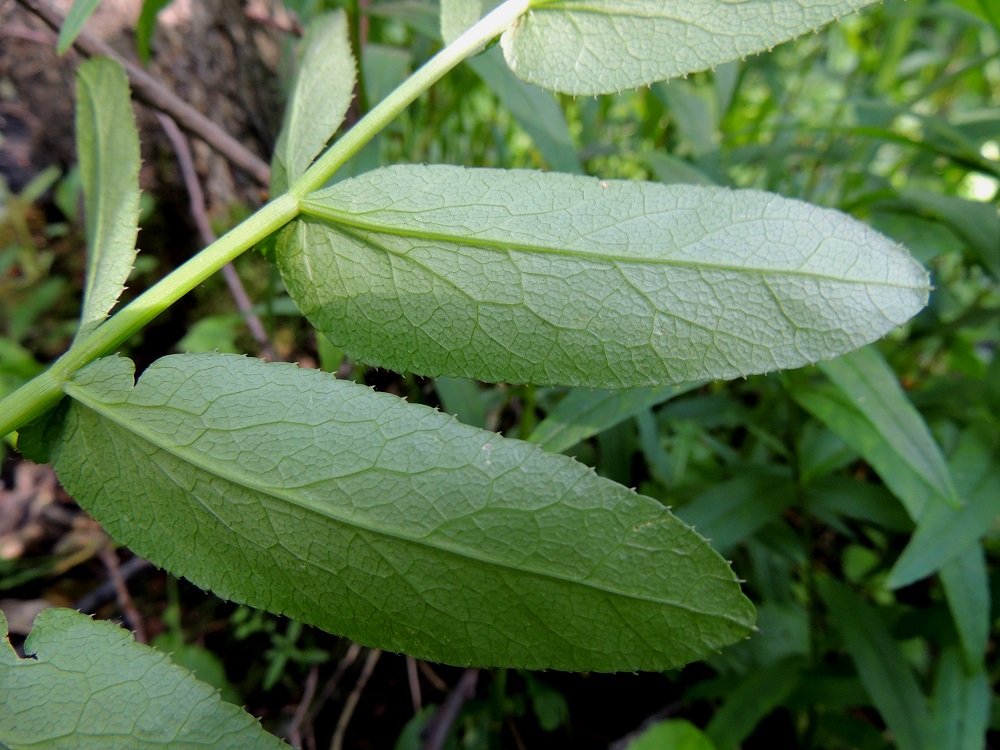 Sium latifolium - (iso)sorsanputken lehdykät ovat soikeat tai kapeanpuikeat, suippo-, tylppä- tai pyöreäkärkiset ja tylppä- tai lyhyen kiilatyviset sekä yleensä noin 40-100 mm pitkät ja leveimmältä kohtaa noin 10-40 mm leveät. Lehdykät ovat molemmin puolin kaljut, päältä vihreät ja alta vihreät tai sinertävänvihreät sekä laidoiltaan pienihampaiset. Hampaat ovat terävät - lähes nyhäiset, mutta niissä on muotovaihtelusta huolimatta useimmiten uloimpana kapea, terävä ja nipukkamainen kärki. U, Helsinki, Lauttasaari, Takaniemenlahden rannan ajoittain vetinen kosteikkoalue, 25.7.2013. Copyright Hannu Kämäräinen.