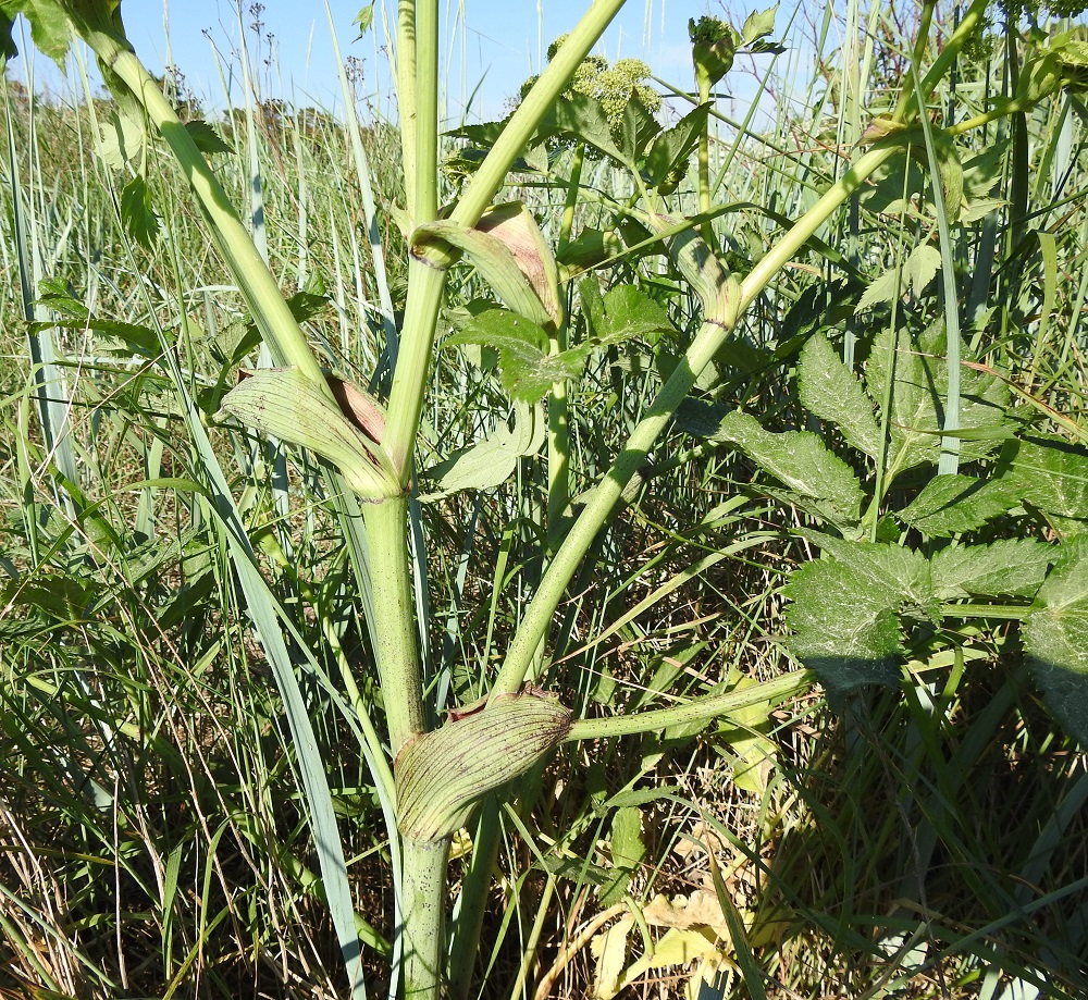 Angelica archangelica subsp. littoralis - meriväinönputken varsi on niukkahaarainen, liereä ja ontto mutta nivelten kohdalta täyteinen. Lehdet ovat tyveltään ulkonevan iso- ja väljätuppisia. Alus- ja tyvilehtien ruoti on liereä ja useimmiten enintään noin 30 cm pitkä. Varsilehtien ja haarojen hankalehtien ruoti on enimmillään noin 15 cm pitkä. Varren yläosassa kaikki lehdet ovat haarojen hankalehtiä, ja niiden pieni lapa kasvaa suoraan, ilman ruotia, kookkaan lehtitupen reunasta. Ylimmissä lehtitupissa lapa usein puuttuu kokonaan. U, Hanko, niemen eteläpuolen merenranta, Kolavikenin itälaidassa olevien Stora Tallholmenin ja Lilla Tallholmenin niemien välisen lahdekkeen hiekkaranta-alue, 11.6.2021. Copyright Hannu Kämäräinen.