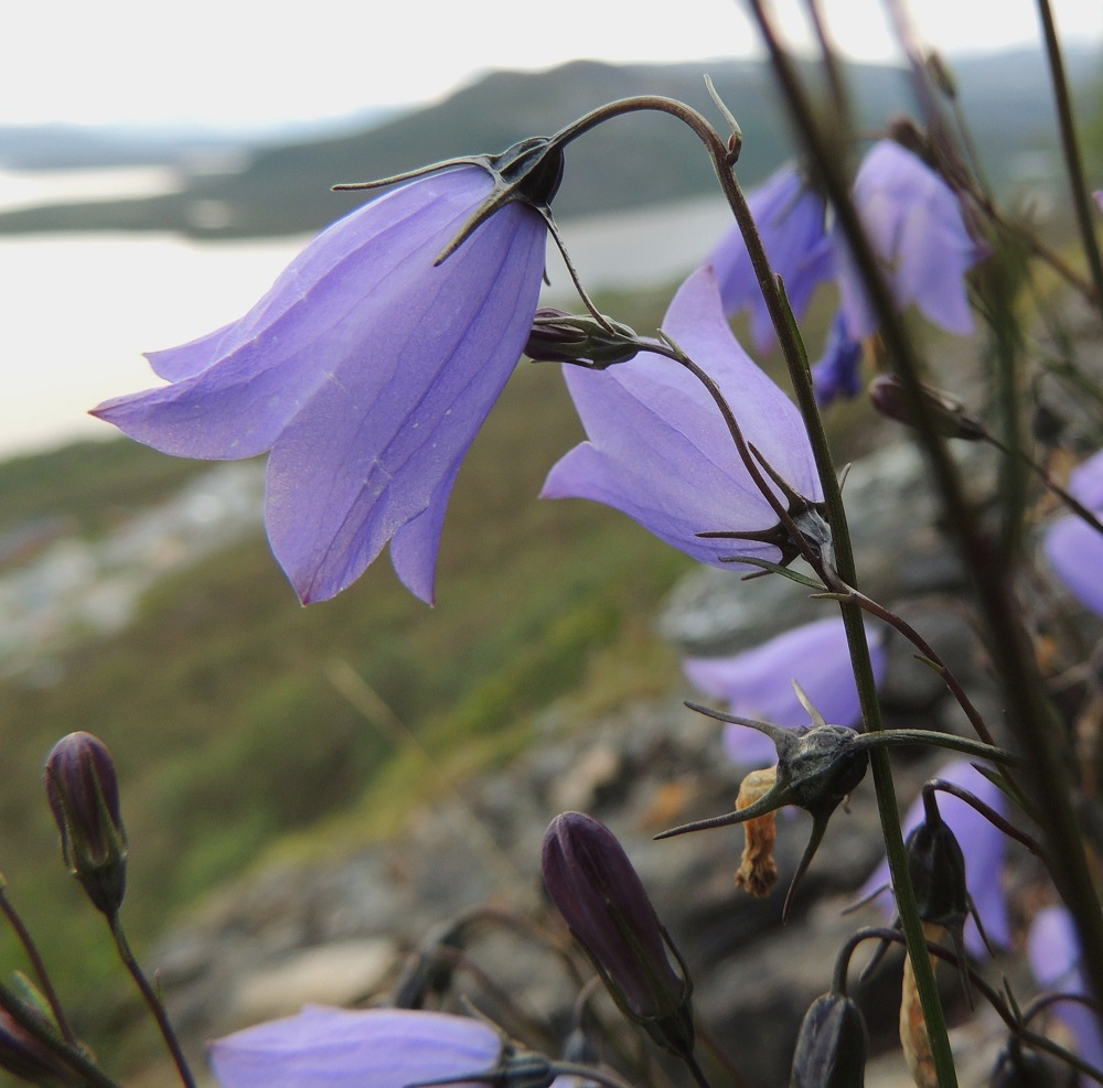 Campanula rotundifolia subsp. groenlandica - tunturikissankellon kehänalaisen sikiäimen sisältävä kukkapohjus on vastakartiomainen, selväsuoninen ja noin 3-4 mm pitkä. Verhiö on lähes tyveen saakka säteittäisesti viisiliuskainen. Liuskat ovat noin 5-8 mm pitkät, hyvin kapean kolmiomaiset ja pitkäsuippuisen teräväkärkiset tai äimämäiset. Kukkapohjuksesta paisuva kota on nuokkuva, vastakartiomainen tai lähes pitkänpyöreä, vahvasuoninen ja tavallisesti noin 6-9 mm pitkä sekä noin 4,5-6 mm leveä. Verhiönliuskat säilyvät kodan päässä loppuun saakka. Kuvassa oikeassa alalaidassa näkyvät kukkapohjukset ovat kehittymässä kohti kodan mittoja. EnL, Enontekiö, Kilpisjärvi, Saanan lounaisrinne, osin valuvetinen, jyrkkä kalliorinne retkeilykeskuksen leirintäalueen kohdalla, luonnonsuojelualue, 605 m mpy, 16.7.2013. Copyright Hannu Kämäräinen.