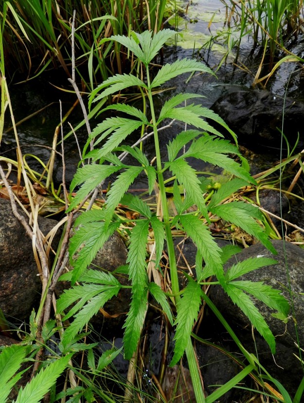 Cicuta virosa - myrkkykeison lehtilapa on ulkokehältään kolmiomainen tai puikea, ohut, päältä vihreä ja alta sinivihreä sekä yksi tai kaksi kertaa parilehdykkäinen. Se on ylimpiä lehtiä lukuun ottamatta tavallisesti noin 8-30 cm pitkä ja tyviosastaan noin 4-20 cm leveä. Aluslehtien ruoti on ontto ja noin 15-30 cm pitkä. Herkkäihoisemmille jo kasvin osien koskettelu saattaa aiheuttaa polttelevia iho-oireita. EH, Hämeenlinna, keskusta-alue, Hämeen linna, Vanajaveden länsiranta järveen johtavan pohjoispuolen vallihaudan suualueella, 21.8.2012. Copyright Hannu Kämäräinen.