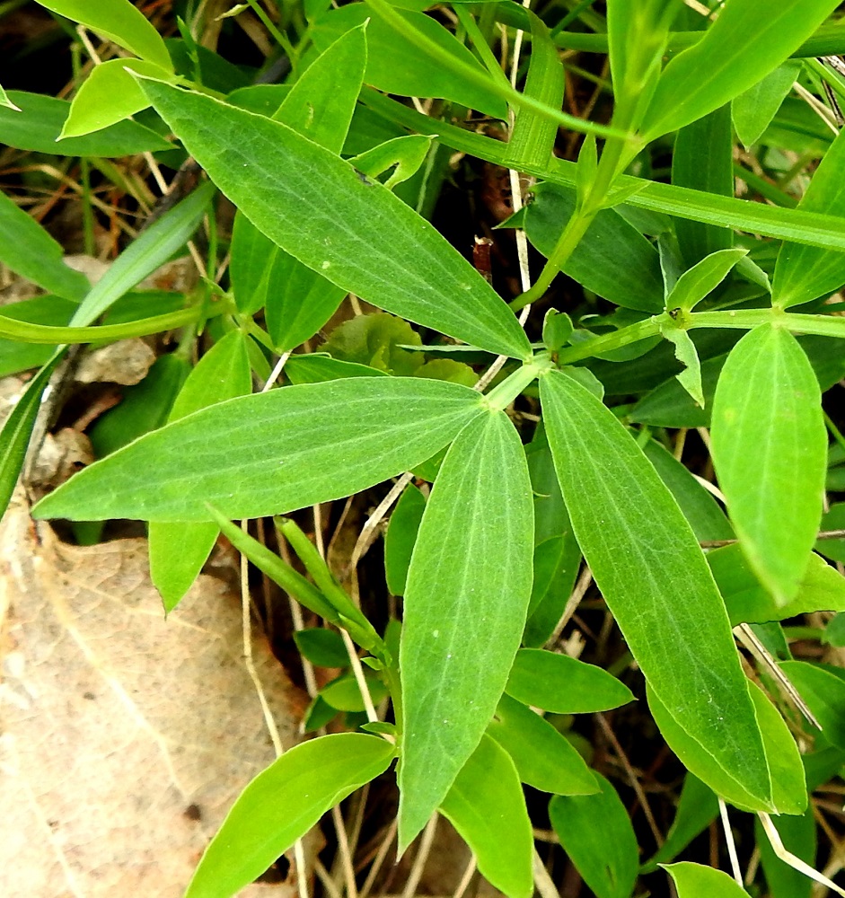 Lathyrus linifolius - syylälinnunherneen lehdykät ovat ehytlaitaiset ja pääsuoniltaan silposuoniset sekä tavallisesti noin 15-50 mm pitkät. Varsi ja lehtiranka ovat kapeasti siipipalteiset. Varsi on ohut ja siipipalteesta huolimatta vain noin 1-2 mm leveä. 28.5.2021. Copyright Hannu Kämäräinen.