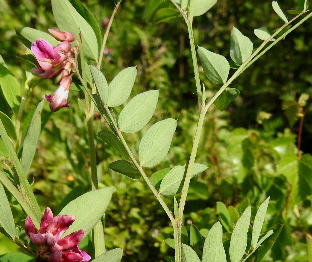Lathyrus niger - mustalinnunherneen lehtikorvakkeet ovat kapeansuikeat, suipon teräväkärkiset ja ulkosivultaan toispuolisen keihästyviset tai ilman keihästyveä. Ne ovat yleensä noin 3-10 mm pitkät ja leveimmältä kohtaa noin 0,5-2 mm leveät. Lehtiruoti on useimmiten noin 5-10 mm pitkä. Lehdyköiden ruoti on noin 1 mm pitkä. Lehdykät ovat lyhyen otapäiset odan ollessa noin 0,5-1 mm pitkä. Ne ovat alapuolelta harmaanvihreät ja kaljut tai joskus suonistaan vaihtelevasti karvaiset. 20.6.2023. Copyright Hannu Kämäräinen.