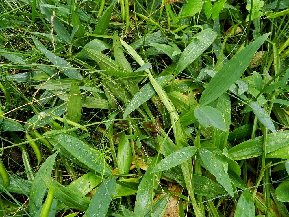 Lathyrus sylvestris - metsänätkelmän lehdet ovat ruodilliset ruodin ollessa yleensä noin 20-35 mm pitkä ja siipipalteinen. Varsinainen lehtilapa muodostuu yhdestä vastakkaisesta lehdykkäparista. Lehdykät ovat hyvin lyhytruotiset, suikeat, suipon teräväkärkiset ja ehytlaitaiset sekä silposuoniset. Ne ovat tavallisesti noin 50-150 mm pitkät ja leveimmältä kohtaa noin 5-20 mm leveät. EH, Hämeenlinna, Keinusaari, ratapihan lounaislaita Pikkujärventien pään luoteispuolella, rata-aidan vierustan sorapohjainen kenttä, 16.7.2011. Copyright Hannu Kämäräinen.