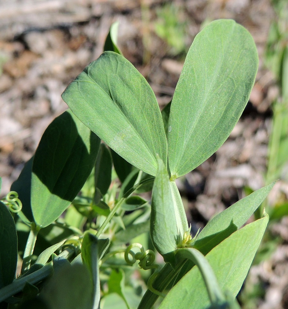 Lathyrus tuberosus - mukulanätkelmän lehtikorvakkeet ovat kapeansuikeat - kapeanpuikeat, pitkäsuippuisen teräväkärkiset ja toispuolisen keihästyviset. Lehdykkäpari on soikeahko, ehytlaitainen, päältä vihreä ja molemmin puolin kalju. 6.7.2015. Copyright Hannu Kämäräinen.