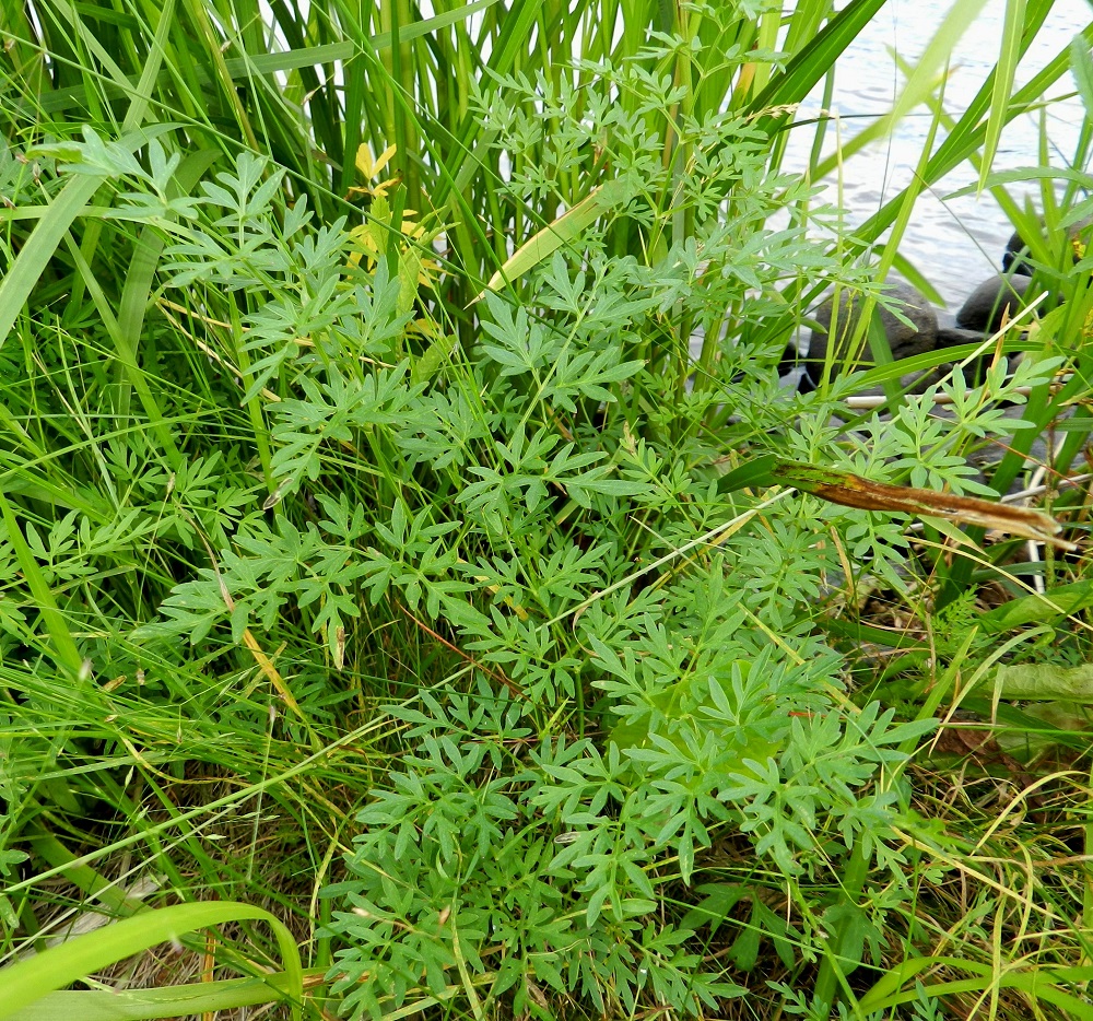 Peucedanum palustre - luhtasuoputki on kaksivuotinen laji. Ensimmäisenä vuotena kasvaa monilehtinen ruusuke, joka kerää juureensa energiavarastoa. Seuraavana vuotena yksilö kasvattaa kukintovarren ja kuolee kasvukauden lopussa. Lehtilapa on kahdesta neljään kertaan parilehdykkäinen. Se on ylimpiä lehtiä lukuun ottamatta tavallisesti noin 10-30 cm pitkä ja tyviosastaan noin 9-27 cm leveä. Varren tyvellä ja alaosassa olevien lehtien ruoti on useimmiten noin 15-25 cm pitkä ja liereä. EH, Hämeenlinna, keskusta-alue, Hämeen linna, Vanajaveden ranta linnan kohdalla, 21.8.2012. Copyright Hannu Kämäräinen.