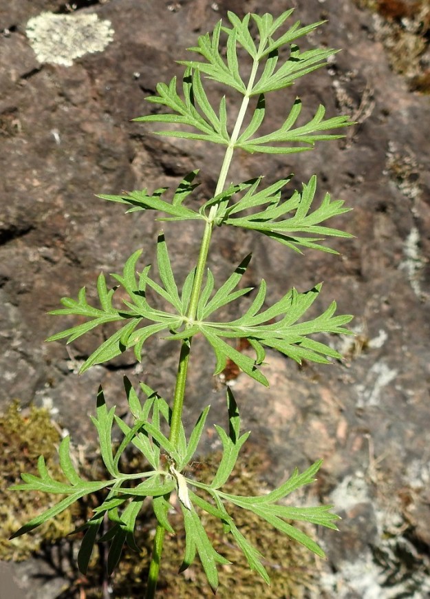 Pimpinella saxifraga - ahopukinjuuri ei ole aina erilaislehtinen. Siitä esiintyy myös harvinaisempi, aikanaan f. dissecta -nimen saanut muoto, jossa sekä alus- että varsilehdet ovat kaksi kertaa parilehdykkäiset, ja uloimmat lehdykät ovat usein lisäksi kapealiuskaiset ja/tai hampaiset. EH, Kouvola, Kuusankoski, Voikkaa, Sikomäki, Voikkaantien varressa oleva Lapinmäen kallioinen mäkialue, 9.6.2018. Copyright Hannu Kämäräinen.