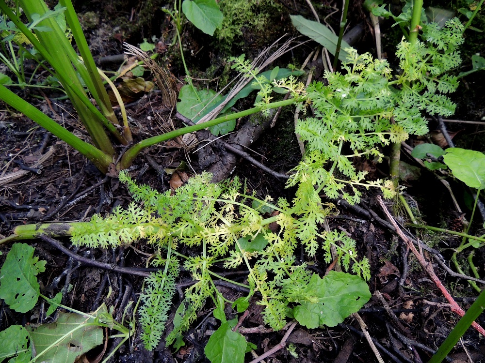 Sium latifolium - (iso)sorsanputki on erilaislehtinen. Vedessä tai vesivaikutteisella kasvupaikalla alimmista lehdistä, usein uposlehdistä, kehittyy täysin erinäköisiä kuin ilmalehdistä. Uposlehdet ovat ulkokehältään yleensä kapeanpuikeat, ulkomitoiltaan alimpien ilmalehtien kokoluokkaa ja kolmeen kertaan parilehdykkäiset. Ne näyttävät säilyvän ainakin jonkin aikaa, vaikka vesi on kasvupaikalta kadonnut. Aluslehtien ruoti on noin 15-30 cm pitkä. Varsi on alaosastaan yleensä noin 8-16 mm paksu, vihreä tai tyveltään punertava, särmikäs ja kalju sekä ontto mutta nivelten kohdalta täyteinen. U, Helsinki, Lauttasaari, Takaniemenlahden rannan ajoittain vetinen kosteikkoalue, 25.7.2013. Copyright Hannu Kämäräinen.