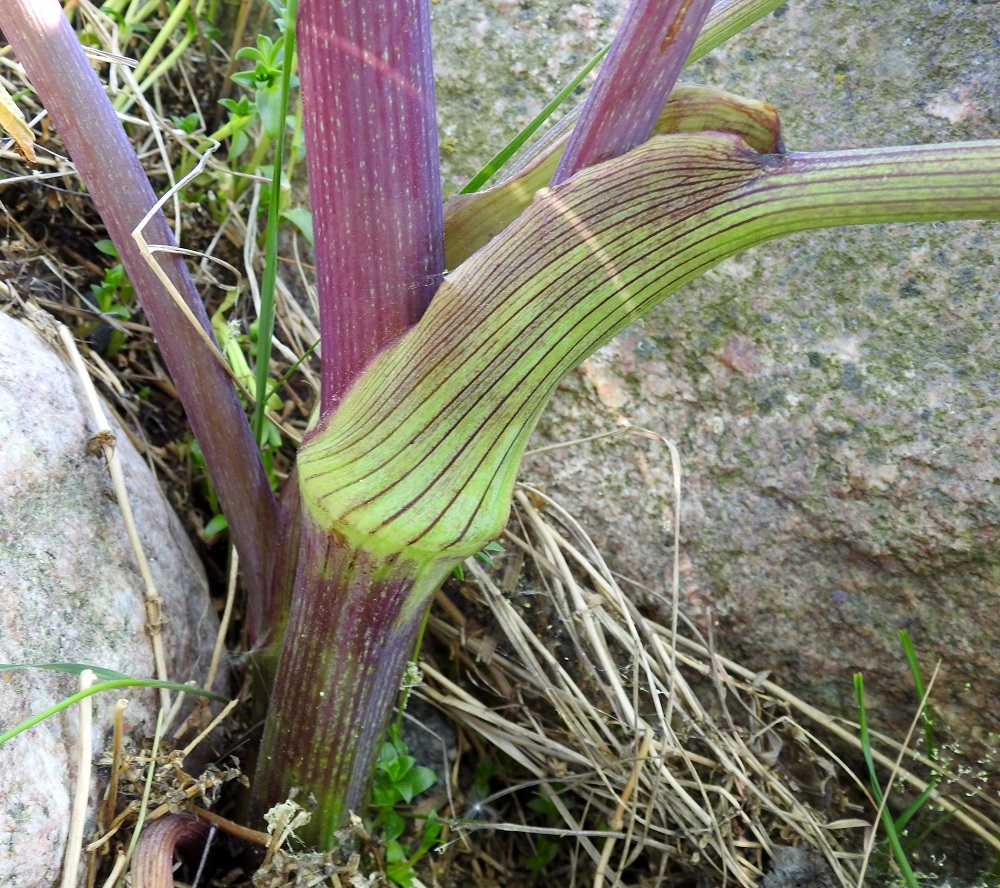 Angelica archangelica subsp. littoralis - meriväinönputken varsi on tanakka, noin 2-3 cm paksu, vihreäsävyinen tai viininpunainen ja pieniuurteinen sekä kalju. Kuvassa näkyy hyvin myös kookkaan lehtitupen jatkeena olevan ruodin liereä muoto, joka on tärkeä rakenteellinen eroavuus väinönputken ja sukulaislajin, karhunputken, A. sylvestris, välillä. Karhunputkella ruoti on kouruinen. U, Hanko, niemen eteläpuolen merenranta, Kolavikenin itälaidassa olevien Stora Tallholmenin ja Lilla Tallholmenin niemien välisen lahdekkeen hiekkaranta-alue, 11.6.2021. Copyright Hannu Kämäräinen.