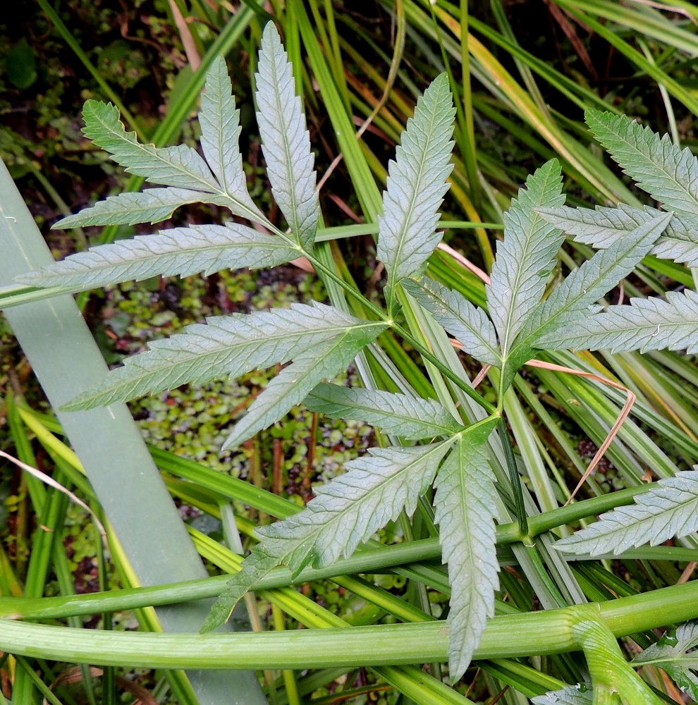 Cicuta virosa - myrkkykeison varsilehtien ruoti on tuppi mukaan lukien usein noin 2-15 cm pitkä. Toiseen kertaan parilehdykkäiset sivulehdykät ovat ruodilliset ja ruodiltaan noin 1-5 cm pitkät. Niiden alimmat lehdykkäparit voivat toisinaan, kuten kuvassa, olla osittain tai kokonaan kolmanteen kertaan parilehdykkäiset. Uloimmat pikkulehdykät ovat ruodittomat, lähinnä suikeat, suipon teräväkärkiset ja kapean kiilatyviset sekä iso- ja terävähampaiset. Ne ovat ylimpiä pikkulehtiä lukuun ottamatta yleensä noin 30-80 mm pitkät ja leveimmältä kohtaa rantamyrkkykeisolla noin 5-15 mm leveät sekä kaitamyrkkykeisolla noin 2-5 mm leveät. EH, Pälkäne, Etelä-Äimälä, Kyäntäänniemen tyven poikki Tykölänjärvestä Mallasveden Suolahteen virtaava jokimainen leveä oja, luonnonsuojelualue, 24.7.2013. Copyright Hannu Kämäräinen.