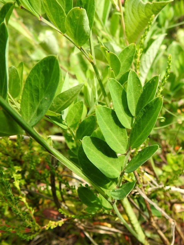 Lathyrus niger - mustalinnunherneen lehdykät ovat soikeat tai leveänsuikeat, tylppä- tai suippokärkiset ja ehytlaitaiset sekä enemmän tai vähemmän sulkasuoniset. Ne ovat tavallisesti noin 15-45 mm pitkät ja leveimmältä kohtaa noin 5-15 mm leveät sekä yläpuolelta vihreät ja kaljut. 20.6.2023. Copyright Hannu Kämäräinen.