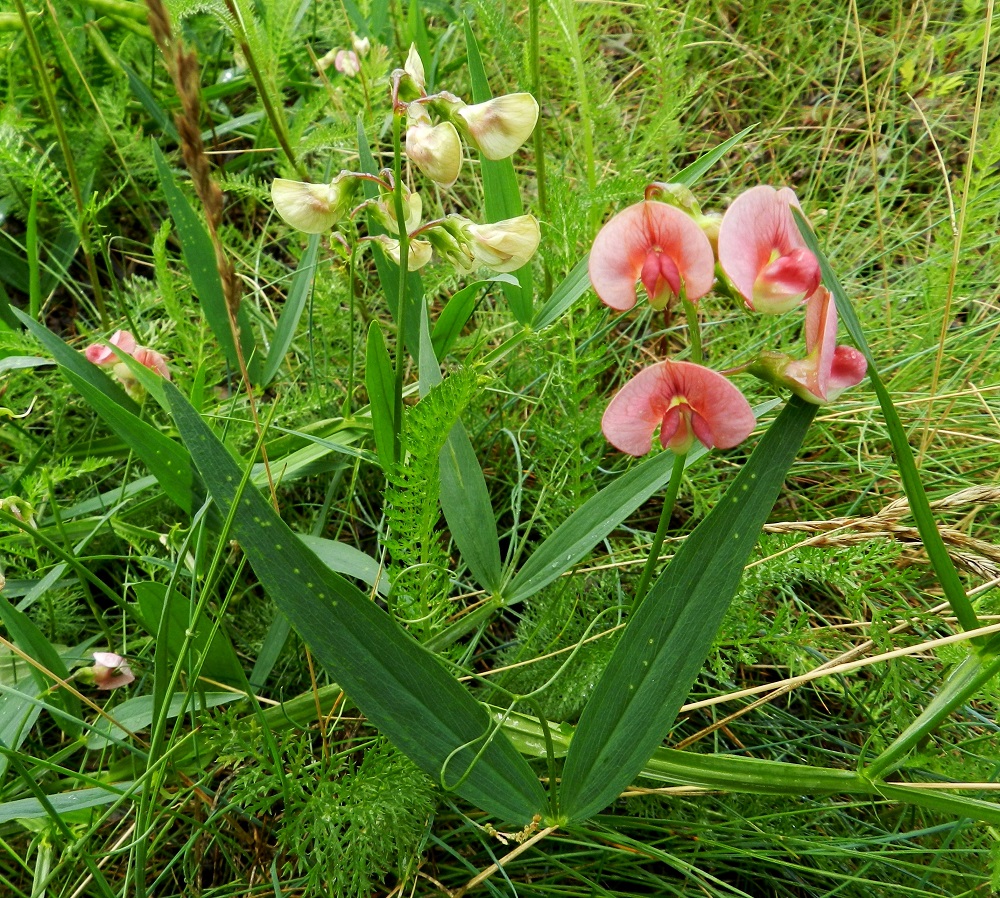 Lathyrus sylvestris - metsänätkelmän lehden kärkeen kasvaa päätölehdykän ja sitä lähinnä olevan lehdykkäparin korvaava, noin 30-80 mm pitkä kärhi. Saadessaan kosketuksen muihin kasveihin se kiertyy tiiviisti kohteensa ympärille ja tukee osaltaan oman versonsa vakautta ja kasvua valoa kohti. Kuvassa keskellä näkyvä kukinto on täysin kukkinut ja teriöt ovat muuttuneet lähes kellanvalkoisiksi. Hernekasveilla teriön värimuutokset opastavat hyönteisiä keskittymään vain medellisiin ja pölyttämättömiin kukkiin. EH, Hämeenlinna, Keinusaari, ratapihan lounaislaita Pikkujärventien pään luoteispuolella, rata-aidan vierustan sorapohjainen kenttä, 16.7.2011. Copyright Hannu Kämäräinen.