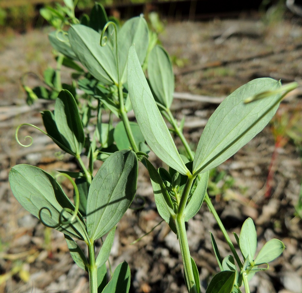 Lathyrus tuberosus - mukulanätkelmän lehdykät ovat tylppä- tai pyöreäpäiset, terävän nipukkakärkiset, heikohkosti silposuoniset ja alta sinertävänvihreät. Ne ovat tavallisesti noin 15-45 mm pitkät ja leveimmältä kohtaa noin 5-15 mm leveät. Lehdyköiden ruoti on hyvin lyhyt, vain noin 1 mm pitkä. Korvakkeet ovat useimmiten noin 5-20 mm pitkät ja leveimmältä kohtaa noin 1-4 mm leveät. 6.7.2015. Copyright Hannu Kämäräinen.