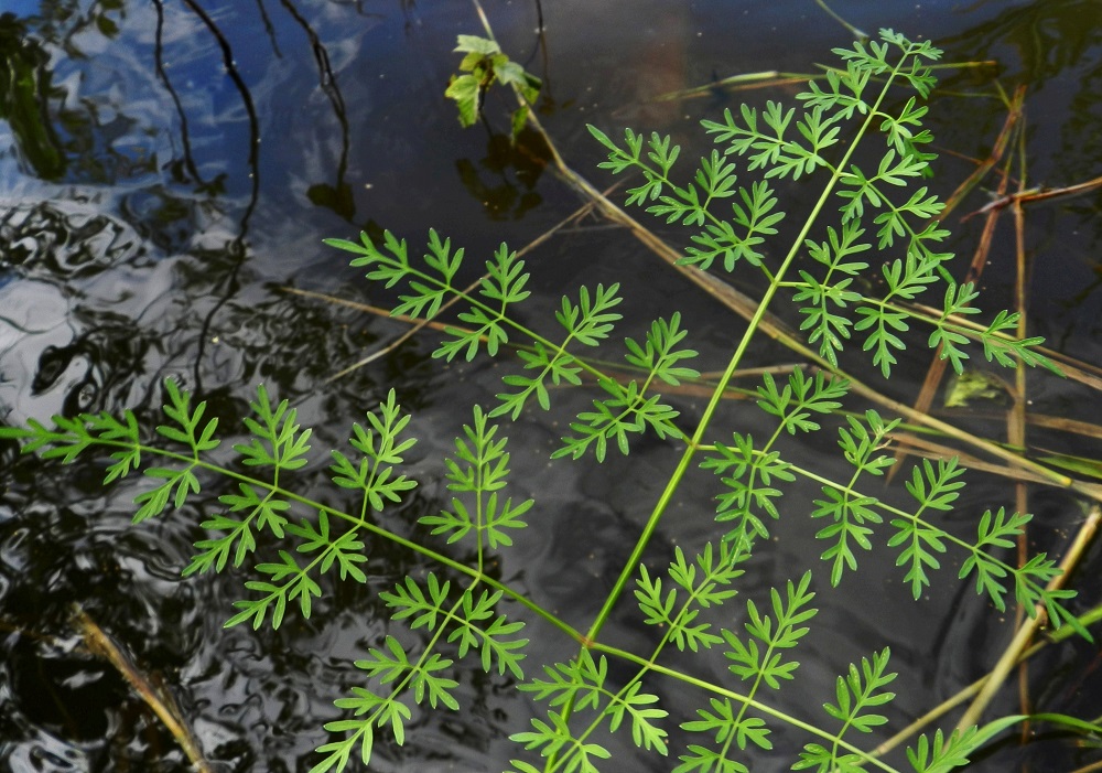 Peucedanum palustre - luhtasuoputken lehtilapa on ulkokehältään kolmiomainen ja ohut. Kerrannaiset sivulehdykät ovat kolmiomaiset ja kärkeä tai kärkiosaa lukuun ottamatta ruodilliset ruodin pituuden vaihdellessa noin välillä 1-50 mm. EH, Hämeenlinna, Keinusaari, Varikonniemi, Vanajaveden hetteikköisen rannan pitkospuupolun varsi, 11.8.2012. Copyright Hannu Kämäräinen.