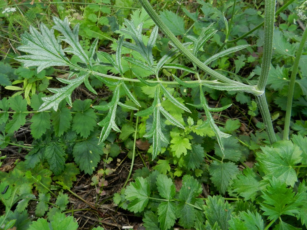 Pimpinella saxifraga - ahopukinjuuren varsilehtien lapa on ulkokehältään lähes tasaleveä tai puikeahko ja ylimpiä lehtiä lukuun ottamatta yleensä noin 3-15 cm pitkä ja leveimmältä kohtaa noin 2-10 cm leveä. Uloimmat liuskat ja hampaat ovat lähes tasasoukat, suorat tai kaarevat, suippopäiset ja otakärkiset sekä tavallisesti noin 1-10 mm pitkät ja noin 1-4 mm leveät. Varsilehtien ruoti on tuppi mukaan lukien yleensä enintään noin 7 cm pitkä. Lehtituppi on kouru, ulkoneva ja leveätyvinen. Varsi ja haarat ovat vihreät tai ainakin osittain punertavat, liereät, lähes uurteettomat ja kaljut tai vaihtelevasti hyvin lyhytkarvaiset tai pieninystyiset. EH, Hämeenlinna, Vanajan ja Käikälän kaupunginosien raja-alue, Kirkonkulma, Vanajaveden Paikkalanlahden ranta, radanvarsi, 6.8.2012. Copyright Hannu Kämäräinen.