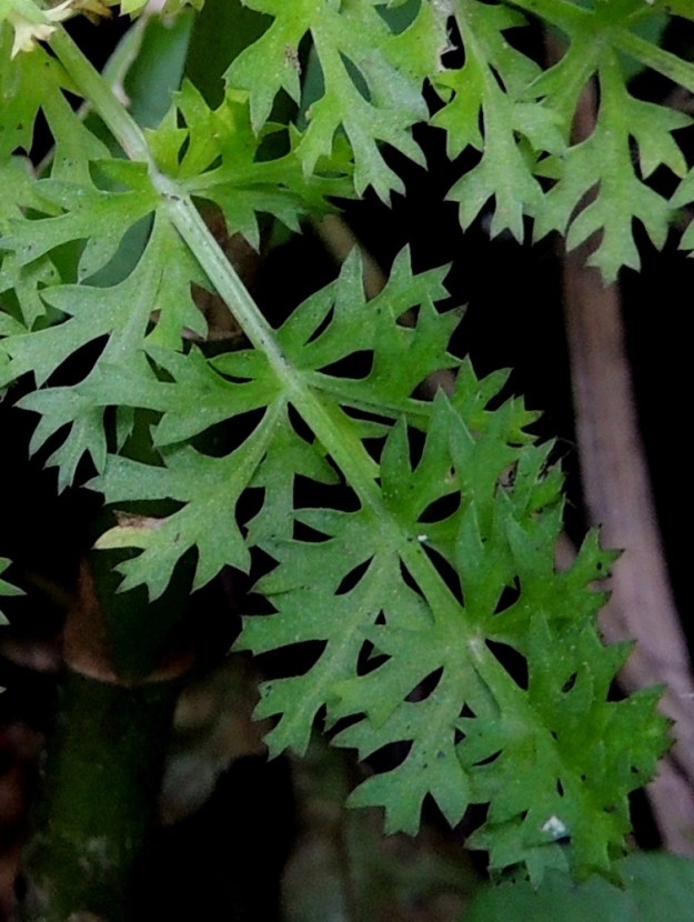 Sium latifolium - (iso)sorsanputken uposlehtien uloimmat pikkulehdykät ovat laidoiltaan kapealiuskaiset ja/tai -hampaiset sekä noin 5-10 mm pitkät ja noin 2-5 mm leveät. U, Helsinki, Lauttasaari, Takaniemenlahden rannan ajoittain vetinen kosteikkoalue, 25.7.2013. Copyright Hannu Kämäräinen.