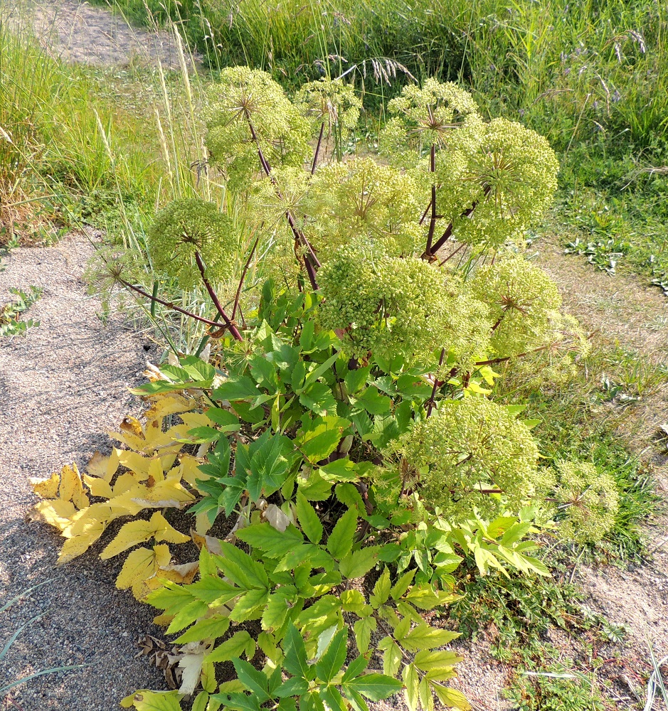 Angelica archangelica subsp. litoralis - meriväinönputki on alkuperäinen Suomessa. Se on yleinen Ahvenanmaalta Suomenlahden rannikkoa Etelä-Karjalan eliömaakuntaan saakka sekä harvinainen Pohjanlahden rannikolla Perä-Pohjanmaan eliömaakuntaan saakka. Kasvupaikkoina ovat avoimet hiekkaiset, kivikkoiset tai kallioiset merenrannat. U, Helsinki, Kallahti, Kallahdenniemi, lounaissivu, laaja, hiekkainen merenranta-alue, 8.7.2013. Copyright Hannu Kämäräinen.