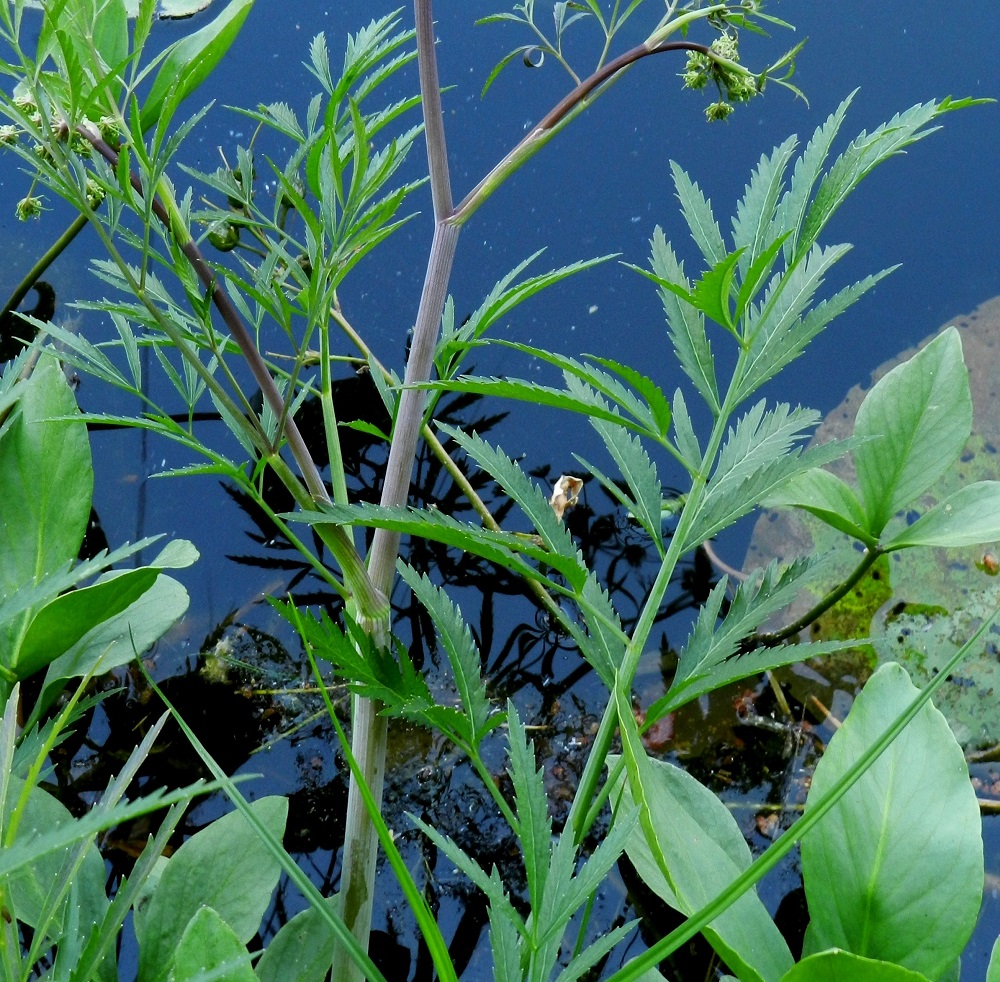 Cicuta virosa - myrkkykeison varsi on tyveltään juurehtiva, alaosastaan yleensä noin 10-20 mm paksu, liereä ja ontto mutta nivelten kohdalta täyteinen. Se on lähes sileä tai matalauurteinen ja rantamyrkkykeisolla vihreäsävyinen tai vaihtelevasti punertava ja kaitamyrkkykeisolla lähes aina punasävyinen. EH, Hämeenlinna, Pullerinmäki, Viisari, Kahtoilammen nevareunainen lounaisranta Ahvenistonharjun juurella, 2.7.2011. Copyright Hannu Kämäräinen.