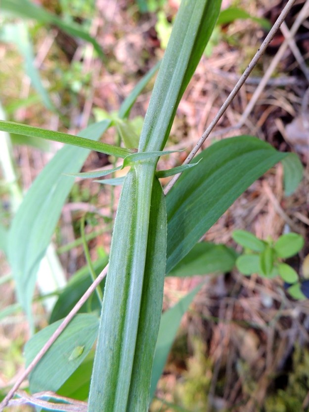 Lathyrus sylvestris - metsänätkelmän varsi on siipipalteinen, vihreä ja kalju tai lähes kalju. Se on siipipalteineen noin 5-10 mm leveä. Lehtikorvakkeet ovat lähes tasasoukat tai kapeansuikeat, pitkäsuippuisen teräväkärkiset ja toispuolisen keihästyviset. Keihästyvi on malliltaan ja kooltaan lähes korvakelavan kaltainen. Korvakkeet tyvilisäkkeineen ovat useimmiten noin 10-30 mm pitkät ja leveimmältä kohtaa noin 1-5 mm leveät. EH, Hämeenlinna, Loimalahti, Alajärven ja Majalahdentien pohjoispuoli, Sammonmäen kangasmetsän lounaisrinne, 24.7.2014. Copyright Hannu Kämäräinen.