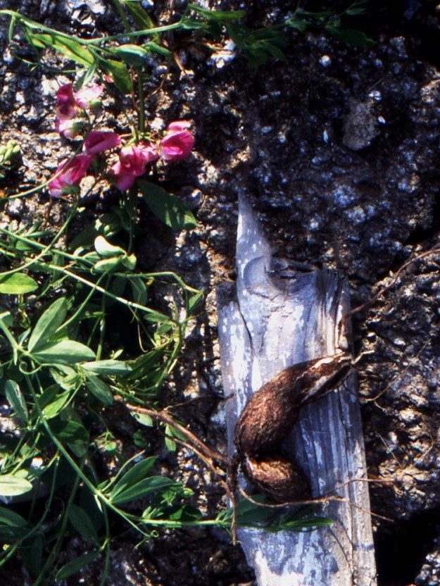 Lathyrus tuberosus - mukulanätkelmän juurissa on suomalaisen ja tieteellisen lajinimen mukaisesti pitkulaisia ja ruskeita mukuloita, jotka ovat usein noin 3-6 cm pitkiä ja noin 1-2 cm paksuja. Suomessa niitä ei tiettävästi ole käytetty hyödyksi, mutta etelämpänä Euroopassa lajia on mukuloiden vuoksi viljelty jo 1600-luvulta alkaen. Mukulat soveltuvat tärkkelyspitoisina ja maukkaina syötäviksi raakoina, keitettyinä tai paistettuina. EH, Tampere, Nurmi, Tarastenjärven kaatopaikka, pitkän koillissivun loiva ulkorinne, joka peitetty täytemaalla, laaja, pitkäikäinen kasvusto, 17.8.1996. Kuva skannattu diasta, copyright Hannu Kämäräinen.