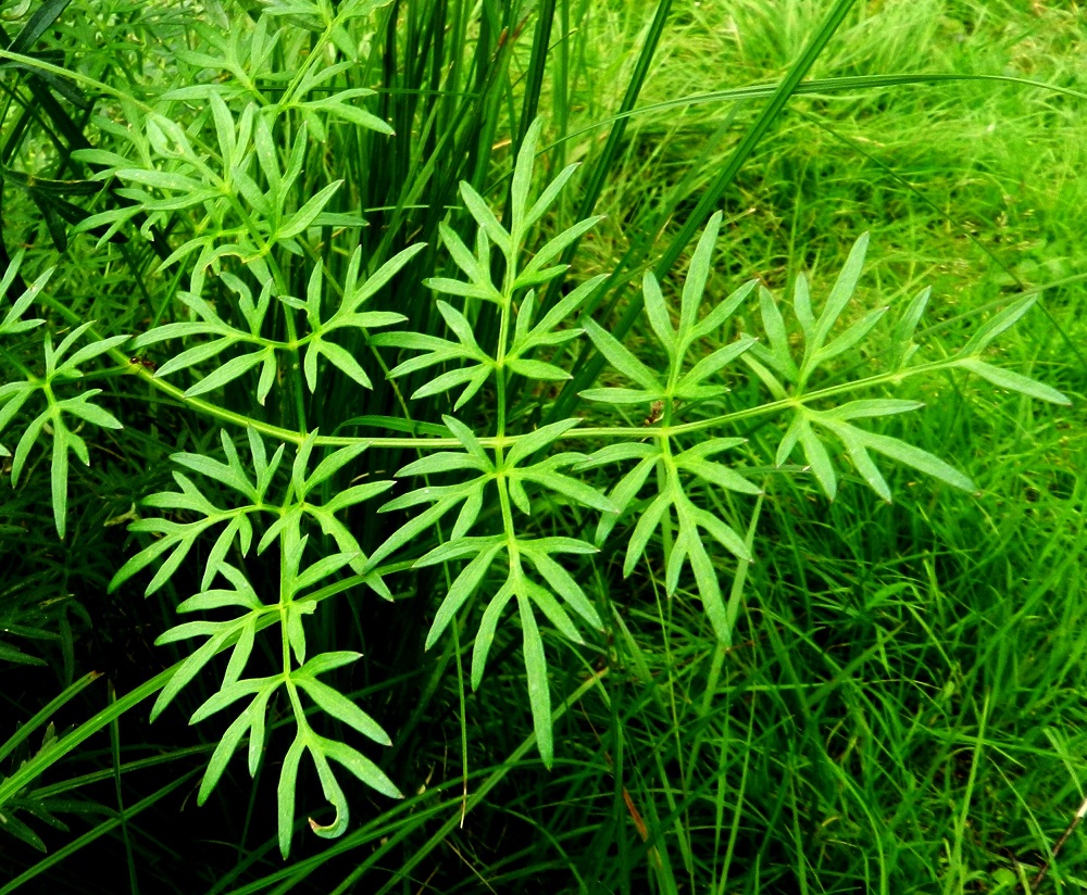 Peucedanum palustre - luhtasuoputken uloimmat lehdykät ovat lähes ruodittomat ja pariliuskaiset. Liuskat ovat tasasoukat tai suikeat, suippo- ja teräväkärkiset sekä yleensä noin 2-20 mm pitkät ja noin 1-3 mm leveät. EH, Hämeenlinna, Aulanko, Aulangon puistometsän luonnonsuojelualue, Joutsenlammen pohjoisranta, 30.7.2011. Copyright Hannu Kämäräinen.